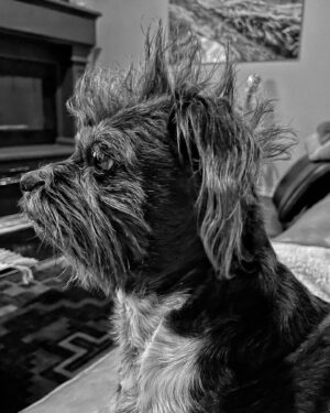 Lucas Grabeel Instagram - This incredible creature has changed my life. She's my very good friend, Penny Lane. #nationalrescuedogday