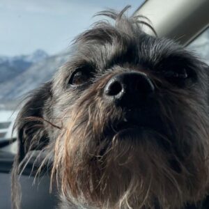 Lucas Grabeel Instagram - This incredible creature has changed my life. She's my very good friend, Penny Lane. #nationalrescuedogday