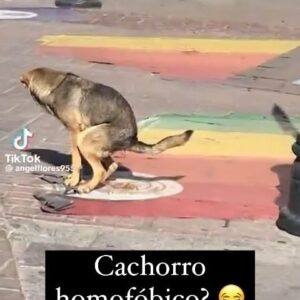 Lucas Pavanato Instagram - A esquerda vai cancelar os cachorros? 😂

Siga @lucaspavanato 

#nikolasferreira #bolsonaro #foralula #direita