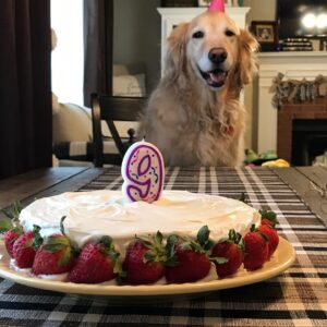 Lucas Till Instagram - My family’s golden on her birthday. Happy 9th Josie! Those good boys and girls don’t seem to be practicing social distancing. I’ll send a strongly worded letter.