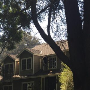 Lucas Vercetti Instagram - When spiders took over Beverly Glen