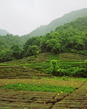Lucy Cominetti Instagram - Campos de té 🍃 🍃🍃🍃🍃🍃🍃 Hangzhou es famosa por producir el mejor té verde del mundo. Una variedad llamada Longjing que se cosecha en enormes y frondosas plantaciones a un costado del West Lake. El lugar es de una belleza tan exuberante y calma a la vez... 🙏🏻