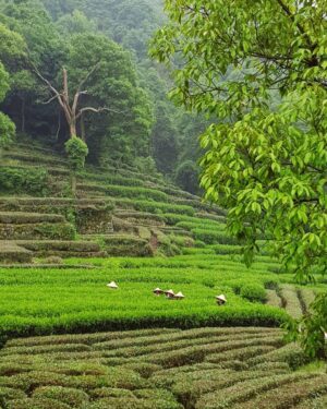 Lucy Cominetti Instagram - Campos de té 🍃 🍃🍃🍃🍃🍃🍃 Hangzhou es famosa por producir el mejor té verde del mundo. Una variedad llamada Longjing que se cosecha en enormes y frondosas plantaciones a un costado del West Lake. El lugar es de una belleza tan exuberante y calma a la vez... 🙏🏻