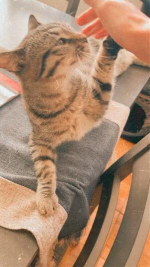 Lucy Luna Instagram - Thank you, Matilda. 💚🐱