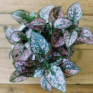 Lucy Luna Instagram - Got this beauty at @thesillla today. Welcome Camila to la familia. 🌱💕 #plantsmakepeoplehappy #plants