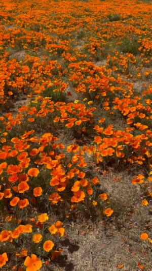 Lucy Luna Instagram - A memorable Sunday 🧡🌼
#poppyflower #californiapoppies #itsthelittlethings