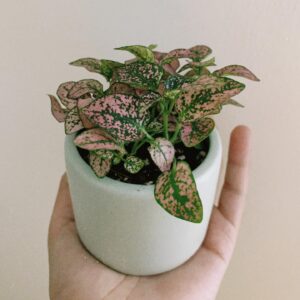 Lucy Luna Instagram - Got this beauty at @thesillla today. Welcome Camila to la familia. 🌱💕 #plantsmakepeoplehappy #plants