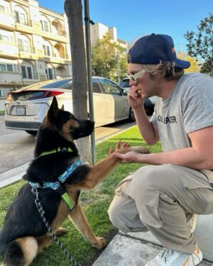 Lukas Gage Instagram - my new son Boris/Bo , i thought  i would foster but foster failed and fell in love! thank you  @bfas_la and @bestfriends_enespanol for saving him from being put down. adopt dont shop and help foster if you can