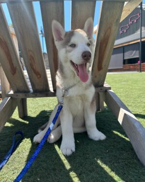 Lukas Gage Instagram - my new son, Dash