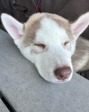 Lukas Gage Instagram - my new son, Dash
