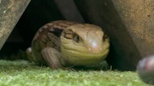 Luke Hemsworth Instagram - I was waiting for my mate to burp. 
He didn’t.
 he’s super shy.
The mighty Blue tongue lizard. 
I named him Red