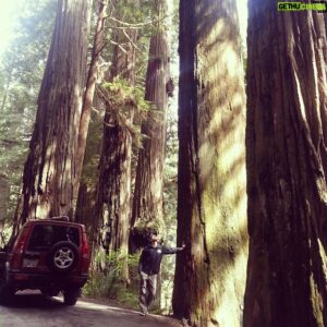 Luke Kleintank Instagram - These trees are incredible #theredwoods