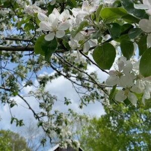 Luke Macfarlane Instagram - Apple blossom snow.