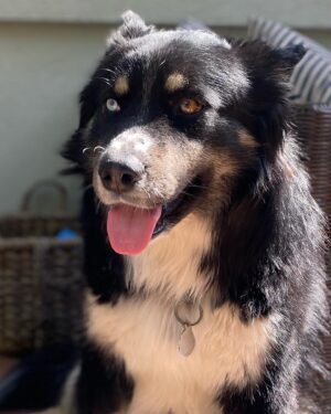 Luke Macfarlane Instagram - LOST AND FOUND! My very sweet and friendly dog Farmer decided to jump into a fedEx truck and take a long ride. After 5 hours and help from a few online detectives we reunited. I think my husky mutt sweet boy might need a GPS dog collar. Thank you everyone.