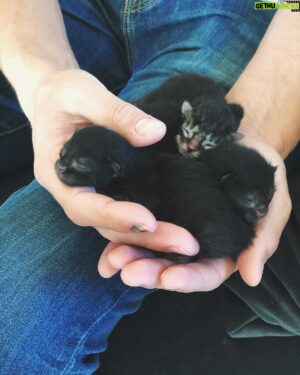 Luke Smallbone Instagram - While we were in Australia, our farm cat decided she wanted to be a mother.  A couple of days ago, she gave birth and I couldn’t help but be amazed by the beauty of these little guys.  New life is always a wonder!