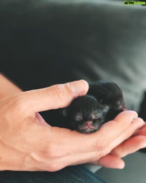 Luke Smallbone Instagram - While we were in Australia, our farm cat decided she wanted to be a mother.  A couple of days ago, she gave birth and I couldn’t help but be amazed by the beauty of these little guys.  New life is always a wonder!
