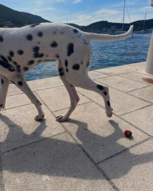 Lumi Pollack Instagram - 🛥️🐴🍓🐾🌊🌸🐈‍⬛🐟🫧