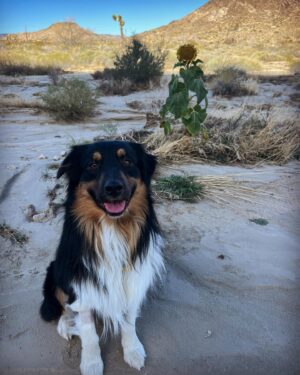 Lyndie Greenwood Instagram - Ben and I got a new guy. He came with the name Boonie, but we’ve finessed that to Walter Boondog Jamieson. He is a joy and a gem, and I’m so grateful he needed a home just as we were ready* for a new best friend. 

*ready… our poor Ricky Baker passed away in March, just before his fourth birthday. We were heartbroken, and I’ve never been able to bring myself to post about it. He was born with a condition that should’ve taken him out of the game years before, but he was Ricky Baker, and he was relentless. There will never be a replacement for our sweet little maniac! Ever. But I’m grateful to have another creature to love and to care for. I know Ricky would love him too.