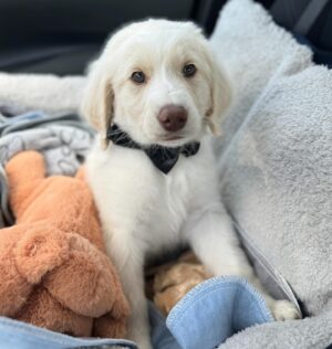 Macy Chiasson Instagram - Welcome to the Chiasson family, little Moose. You are so loved. ☺️😍🐶
.
.
#pyredoodle #pyredoodlesofinstagram #puppy #dogsofinstagram #newpuppy #lgbtq🌈