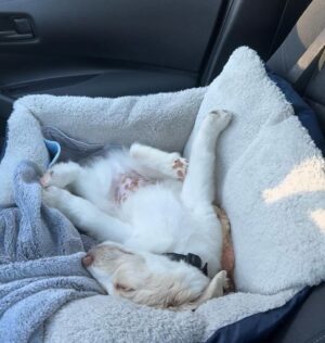 Macy Chiasson Instagram - Welcome to the Chiasson family, little Moose. You are so loved. ☺️😍🐶
.
.
#pyredoodle #pyredoodlesofinstagram #puppy #dogsofinstagram #newpuppy #lgbtq🌈