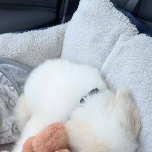 Macy Chiasson Instagram - Welcome to the Chiasson family, little Moose. You are so loved. ☺️😍🐶
.
.
#pyredoodle #pyredoodlesofinstagram #puppy #dogsofinstagram #newpuppy #lgbtq🌈
