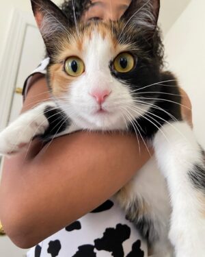 Madalen Mills Instagram - introducing the newest addition to the Mills family, for my Grandma!  so…i was given the responsibility of coming up with a name. I finally decided on….”Doja Cat Mills”! she’s so so sweet and affectionate and we were so happy to rescue her from the shelter - adult cats need to be saved too!💞😸@bestfriendsanimalsociety 

last fall, my Grandma lost her sweet, sweet Gizzee-Pooh🥺 - swipe right to see a couple pics of him living his best life!❣️

welcome to the Mills family @dojacat!!😂