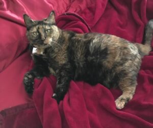 Madalen Mills Instagram - One year ago today, I had to say goodbye to my best friend, Gabbee Porkchop. Gabbee passed away at almost 18 years old with our family right by her side.

Gabbee, you will forever be my other half. From laying on mommy’s belly when she was pregnant with me, to me holding your little paw until you became one of my angels, we were inseparable. You traveled with us wherever we went - Alabama, New York, Atlanta, London (you even had your own kitty passport!), and everyday you gave me a reason to smile. Even death cannot touch all of the wonderful memories I have with you. 

I could not have asked for a sweeter, more loving, caring, and perfect little companion. Where there is great grief, there is great love, and I hope you know now more than ever how much you meant to me and our family. You were such a cute little ball of joy, and I thank God every day that he blessed me with your beautiful spirit. 

I miss you more than words can say GAB, but I know that you are still here with me. I talk to you every day, and I know that you continue to watch over me and I’m grateful to have you as a guardian angel. Goodbyes are not forever, and goodbyes are not the end; They simply mean I’ll miss you, until we meet again. 

I love you with my whole heart Gabbee Porkchop, and you will always be my baby.❤️

-Your Madzz
