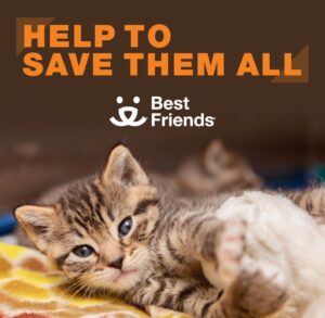 Madalen Mills Instagram - I know we all have a lot on our minds right now, but can we “paws” for a minute for this purrfect cause? 🐈‍⬛. I love partnering with @bestfriendsanimalsociety to bring you this message…

Happy kitten season! My family adopted Gabbee Porkchop 17 years ago from a rescue shelter, and I couldn’t imagine life without her. Cats are some of the sweetest and most loving creatures (especially mine - just look at that adorable face!), which is why we need your help to save them. 

Every year, thousands of kittens are sent to animal shelters across America. They are scared, sometimes sick, and desperate to be shown love and care. By fostering a kitten (or two), you’re providing them with a chance to grow up and find families of their own. If you’re able, please sign up to foster today at the link in my bio. 🐈 #Meow #HelpUsSaveThem #BfInspired