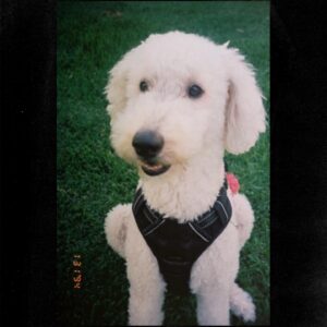 Madisen Beaty Instagram - Last September while in Portland, OR, I treated myself to a point & shoot film camera. Here’s some film from Portland, Dallas, & L.A. 

Life captured on film >