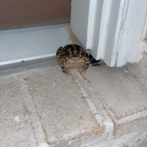 Madison Riley Instagram - I’m done #kissing frogs. But this one has some serious swagger and persistence. He shows up to the front door every night. #listerine #remix #thefrogprince