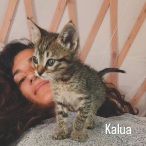 Mafalda Matos Instagram - Sempre desejei ter um animal que viesse até mim de forma natural... a conduzir vi um gatinho... estava abandonado à beira da estrada sem mãe ou irmãos por perto... parei, fui ter com ele e veio atrás de mim... Foi muito óbvio e fluído. Levei-o comigo. Não quis comida para gato, nem leite para gato... come o que eu como... carne. Simples. Tudo faz muito sentido e é lindo. Que companheiro 🤍 Somos uns sortudos!
.
.
.
#kalua #cat #catslover #rescuecat #gato #welcomehome