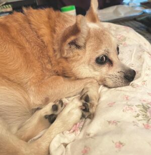 Magda Apanowicz Instagram - My beautiful #rescuedog Jackson died this weekend. #rip The pain is unbearable at times (usually in the morning’s). The repetitive thought sucker punches me every time like a rock to the face… a cold echo “I will never see my best friend ever again. That face. That love. That play. He’s gone. He’s just gone from this planet. Forever.”.
*
There was a rise in #petadoptions during the pandemic. I happily announce, I succumbed to being a part of that static. Most importantly I KNEW I wanted to bring home one of dem senior pups. The forgotten ones. 
*
Even though I knew going in, from the start Jackson suffered from A LOT of health issues. The fantastic people @laps_bc shelter saw how special he was. He had been at the shelter for two months at that point. Not exactly sure of his age (roughly 12) or how much time he had left. They warned me it might only be a couple months. I wanted to give this jelly roll the best retirement years or months of his life. I truly wasn’t prepared to feel the intensity of the bond Jackson and I created in this last year and a half. Words can’t explain it.
*
Dogs are majestic creatures. I took home my pumpkin. I was so scared, it was my first dog and here’s this little innocent critter’s life in my hands! Looking at me filled with trust and fragility. From week one he high-jacked my synapses with oxytocin when those big glassy saucer eyes of his locked eyes with mine.
*
I know Jackson knew I loved him so much but his death brought me guilt. Like, did I do enough? Did I smother him with enough kisses! Did I lock eyes with him enough? Could I of gotten home from work sooner, could I of stopped cleaning more often and joined him for cuddles. Our cuddle sessions were epic!
*
Any advice on how to maneuver through the surreal pain of grief? What made the pain ease? How did you distract yourself, barging to be spared one more splitting headache from all the crying?
*
If you’ve read down this far… wow I’m impressed. In all earnest, if you have read this incredibly long post of my emotional vomit, I thank you. I thank you for taking time out of your day to hear me. *
*NO REGRETS #love 🐕♥️