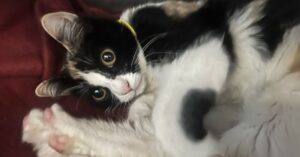Mageina Tovah Instagram - Look at this sweet kitten who needs a home! • @laanimalservices Meet Samson #A2126767, our @ktla5news #petoftheweek today during the one o’clock hour!

With kitten season right around the corner, we currently have over 300 cats in our Centers. To ensure there’s space in our shelters, we’re asking the community to adopt a cat or if you can’t adopt, become a foster. LA Animal Services will provide you the training, support, and supplies you will need to become a kitten foster. You can sign up to be a kitten foster today by going to laanimalservices.com/foster.

Samson is five months old and a total sweetheart! She’s affectionate, loves to pur, and is only 4 lbs! If you’d like to adopt Samson, she will be available at the East Valley Animal Services Center after 3pm. #lacitypets #HumaneLA #adopt #foster #catsofLA #kittensofLA #cats #kittens #kittenseason #losangeles