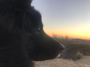 Mageina Tovah Instagram - A face to launch a thousand ships
.
.
.
#dogsofinstagram #dog #puppy #sunset
