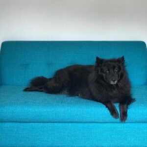 Mageina Tovah Instagram - 🖤
.
.
.
#dogmodel #dog #dogsofinstagram #puppy