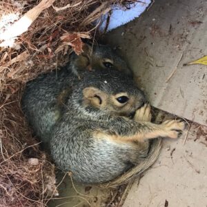 Mageina Tovah Instagram - These little ones and their nest were blown out of a very tall palm tree yesterday. Did everything we could to get them back with their momma, to no avail. Just handed them off to rehabbers. 🤞#goingoutforcigarettes  #momsonabender
#baby #squirrel #rescue #wildlife