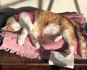 Mageina Tovah Instagram - Cat fell asleep studying again
.
.
.
#cat #catsofinstagram #study #break #nap