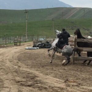 Magomed Ankalaev Instagram - На Релаксе😂🐴🐎🐎😎#конь#лошади#арабскийскакун🏇 #цельжизни#russia#мотивацияспорт#анкалаевмагомед#юфс#бокс#боибезправил#бои#махачкала#горец#чечня#шамильский#krossfit#box#ufc#sport