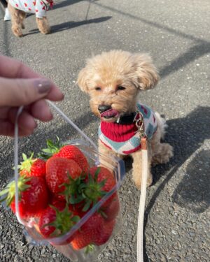 Mai Takeuchi Instagram - ...

いちごがり🍓♡
わんちゃんと行けるの嬉しい♡

リル眩しくて、全部目が開いてないの飼い主に似てる🤔

.
.
.

#instagood #instafashion #selfie #tbt #f4f #swag #fashion #fashionista #gravure #linogravure #被写体 #撮影 #東京 #tokyo #Japan #party #自拍 #japanesegirl #anime #cosplay
#animesong#petstagram #dogstagram #doglover #instadog #maltipoolove #cafe
@b_b_j.j @bijo_photo @_bijo.gram_