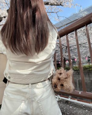 Mai Takeuchi Instagram - ...

目黒川の桜見れた🌸

ホワイトデニムのセットアップおきに👖♡

#目黒川 #桜
