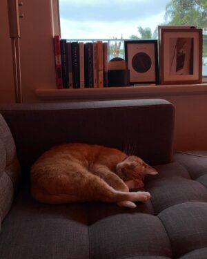 Maiah Stewardson Instagram - a recent life recap, with special mention to Otis.

[ID: image 1 - a sunset lamp shines onto the top of a bed. On a pillow lays a book and glasses 
Image 2 - a tree with bright pink flowers in the morning light. The sky is spotted with clouds 
Image 3 - a flat lay style photo of some plates of food. They contain prosciutto, soft cheese and cooked squid
Image 4 - a photo of two bags of edemame. One frozen and one dried 
Image 5 - a photo of Maiah sitting outside on a bench. They Are drinking a takeaway coffee
Image 6 - Otis is curled up asleep on the couch. The lighting is dim
Image 7 - Otis is laying outstretched and asleep on the couch. 
Image 8 - a close up of Otis’ paws and toe beans as they sleep. ]