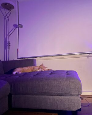 Maiah Stewardson Instagram - a recent life recap, with special mention to Otis.

[ID: image 1 - a sunset lamp shines onto the top of a bed. On a pillow lays a book and glasses 
Image 2 - a tree with bright pink flowers in the morning light. The sky is spotted with clouds 
Image 3 - a flat lay style photo of some plates of food. They contain prosciutto, soft cheese and cooked squid
Image 4 - a photo of two bags of edemame. One frozen and one dried 
Image 5 - a photo of Maiah sitting outside on a bench. They Are drinking a takeaway coffee
Image 6 - Otis is curled up asleep on the couch. The lighting is dim
Image 7 - Otis is laying outstretched and asleep on the couch. 
Image 8 - a close up of Otis’ paws and toe beans as they sleep. ]