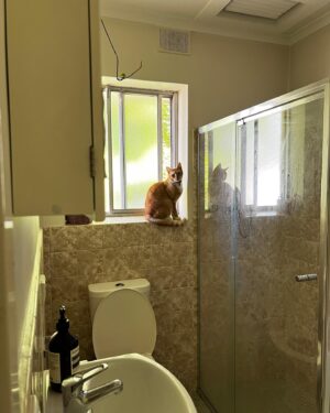 Maiah Stewardson Instagram - pov: me watchin my weird cat otis.