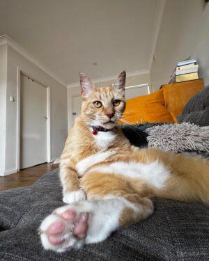 Maiah Stewardson Instagram - pov: me watchin my weird cat otis.