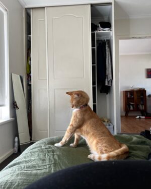 Maiah Stewardson Instagram - pov: me watchin my weird cat otis.