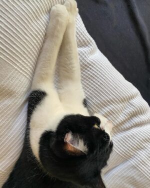 Makiko Watanabe Instagram - 前脚、伸ばす派な私の愛猫ファンタン。
最近、私がバタバタしてるから、ファンタンもバタバタしています。

忠猫のファンタン。
床に座って洗濯物を畳んでいると、近寄ってきて私の脇の下から顔を出してきます。その距離感が好きなようです。

今まで一緒にいた愛猫達の中で1番ガリガリとどこででも爪を研ぎます。
私の気を引くためにセーターを破きます。必ずセーターです。
一緒に昼寝をするのが大好きで、隙あらば寝室に誘ってきます。

思い通りなるまで粘ります。
シツコいです。

腹が立つ時もありますが、
それらの行為は彼女のせいでもないし、私が受け止めていくしかありません。

愛猫ファンタン(オニギリの意)
元気で長生きしてね。

#愛猫 #保護猫 #はちわれ