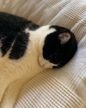 Makiko Watanabe Instagram - 前脚、伸ばす派な私の愛猫ファンタン。
最近、私がバタバタしてるから、ファンタンもバタバタしています。

忠猫のファンタン。
床に座って洗濯物を畳んでいると、近寄ってきて私の脇の下から顔を出してきます。その距離感が好きなようです。

今まで一緒にいた愛猫達の中で1番ガリガリとどこででも爪を研ぎます。
私の気を引くためにセーターを破きます。必ずセーターです。
一緒に昼寝をするのが大好きで、隙あらば寝室に誘ってきます。

思い通りなるまで粘ります。
シツコいです。

腹が立つ時もありますが、
それらの行為は彼女のせいでもないし、私が受け止めていくしかありません。

愛猫ファンタン(オニギリの意)
元気で長生きしてね。

#愛猫 #保護猫 #はちわれ