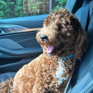 Manish Dayal Instagram - Duty calls which means another goodbye to the best darn road dog. I’ll do what we all must do and return with enough toys to buy the love back. #BennyBoy