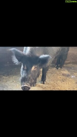 Manny Pérez Instagram - Behind The Scenes of @lasoga3vengeance… 

How the Wild Boar/Jabalí was cast….

WATCH IT NOW!!!
ON DEMAND & ALL STREAMING PLATFORMS
Specially: @appletv

YA DISPONIBLE: 
ON DEMAND Y TODAS LAS PLATAFORMAS DIGITALES Especialmente: @appletv

@lasoga3vengeance
@freestyledigitalmedia @anarussell78 
#lasoga3vengeance #thriller #action #actionthriller #lasoga #actionmovie #actionfilm #newrelease #latinosinfilm #independentfilms #supportindiefilms #indiefilm #reaction #takeaction #actionsports #actions #actioncam
#lasoga3
#lasoga3venganza 
#cinedominicano