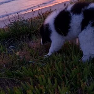 Manu Bennett Instagram - SUNRISE #iamolliethecollie #purepukehina